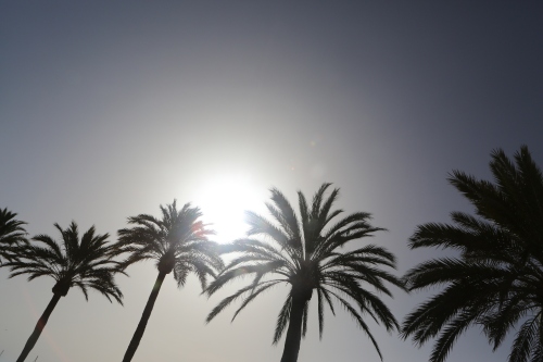 summer-sun-blue-sky-palm